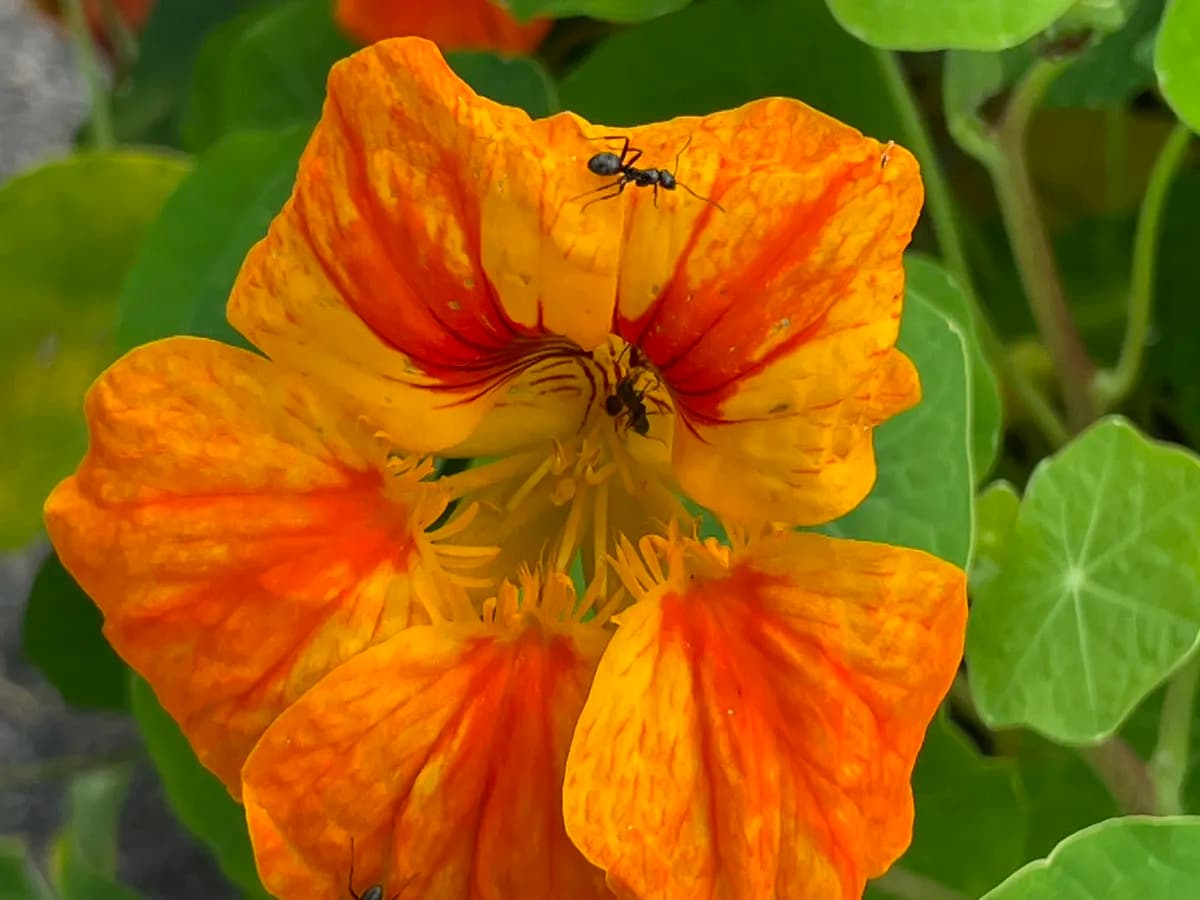 Jag vill ge dig en blomma! #1