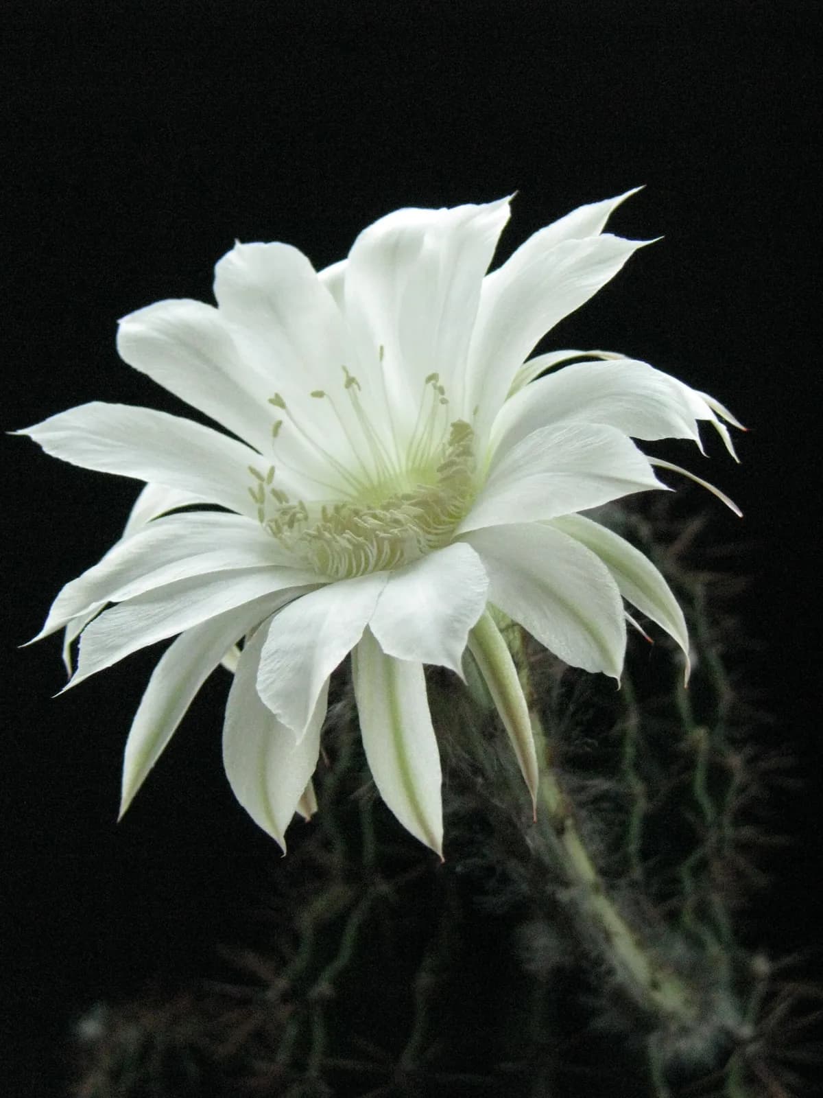 Peniocereus greggii