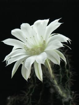 Peniocereus greggii