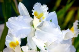 Cattleya