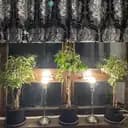 FicusAddict