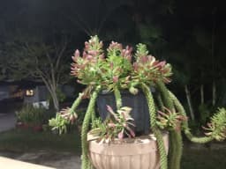 Är det här en drakfruktplanta?