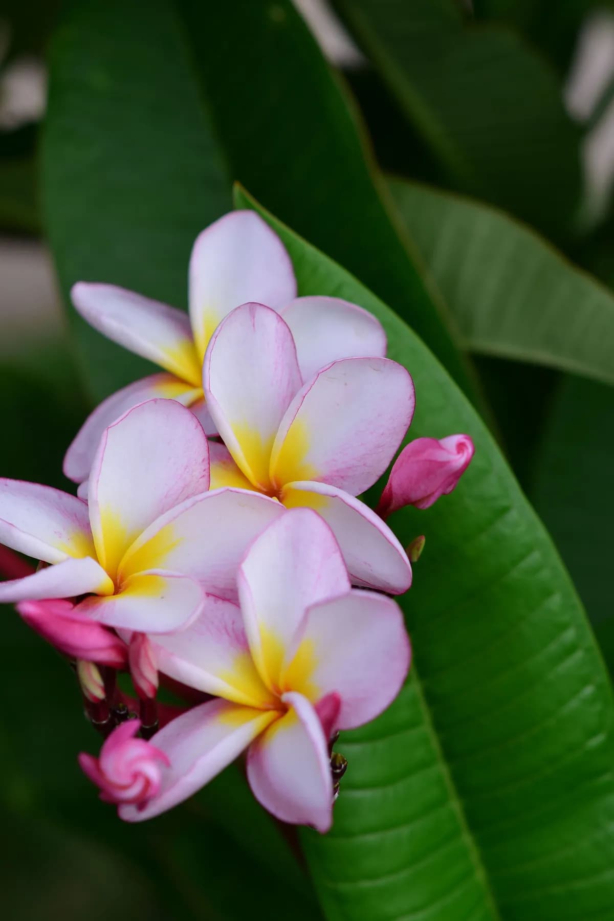 Plumeria rubra, Frangipani