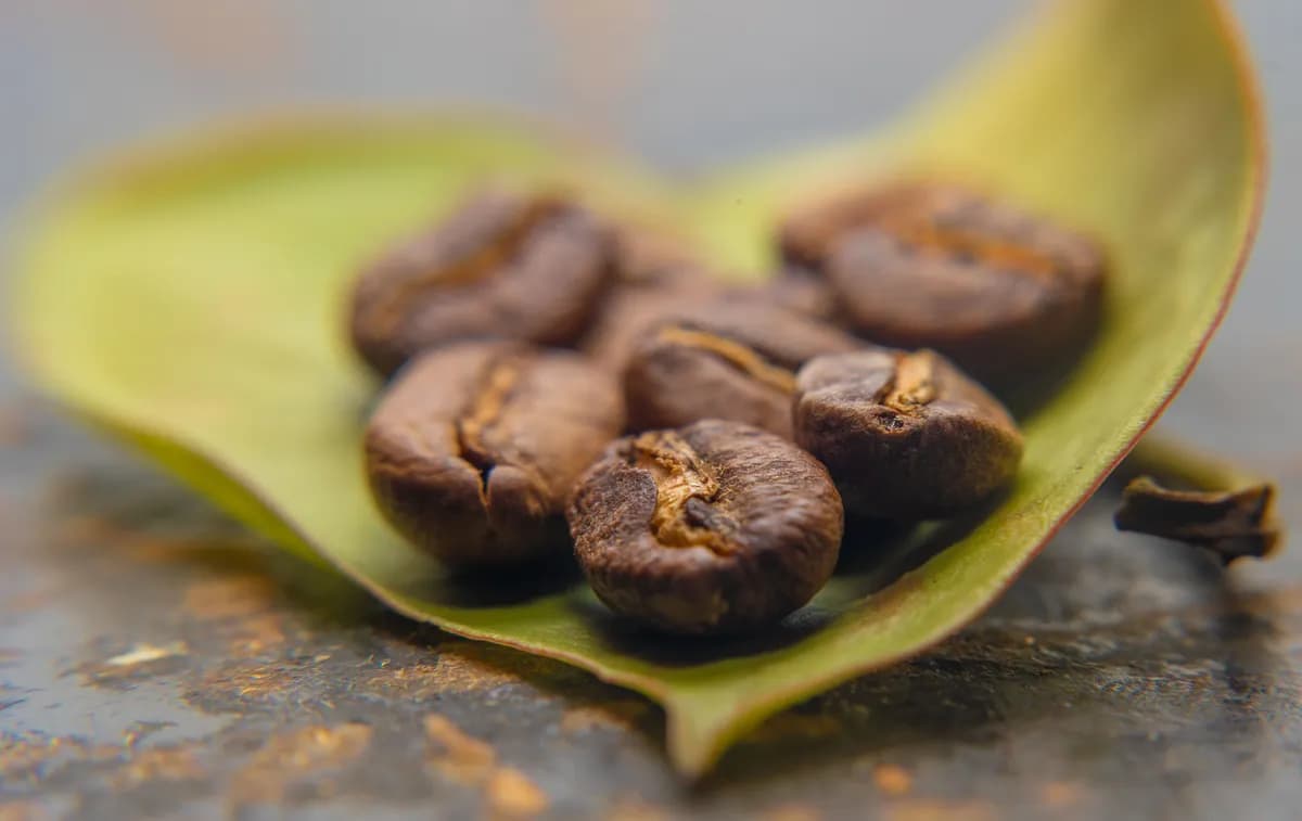 Coffea arabica, arabiskt kaffe