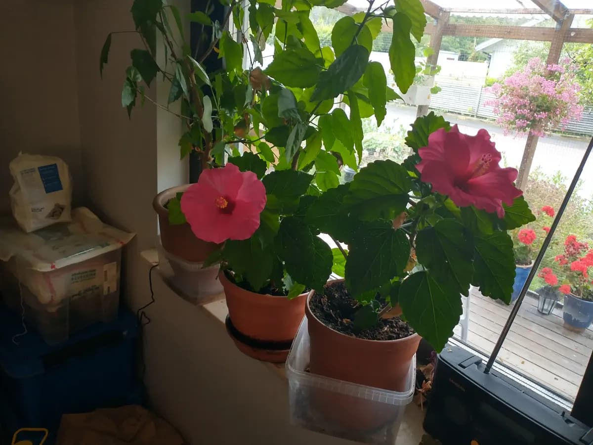 Hibiskus del fem