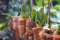 Vanliga "Plant Scams" i butik