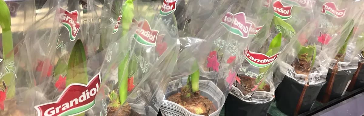Veckans Krukväxt November 2017 - Amaryllis