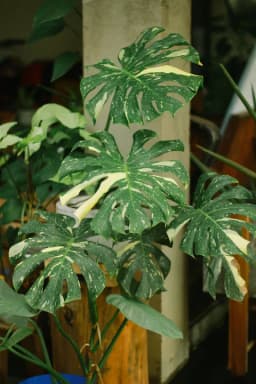 Fönstermonstera