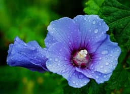 Veckans upptäckt: Frilandshibiskus (Hibiscus syriacus) #2