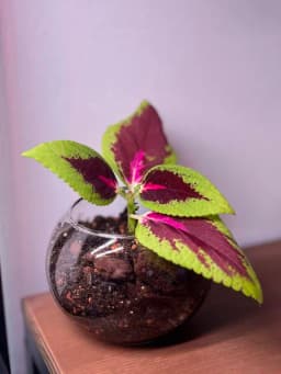 Coleus Bonsai - Min resa #1