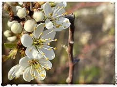 💬 Blomstersurr #5 🌸