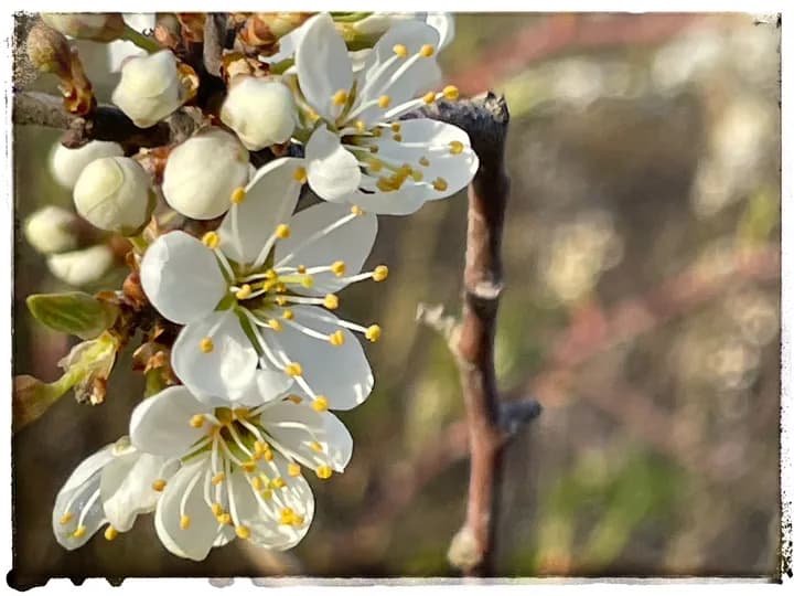 💬 Blomstersurr #5 🌸