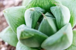 Fönsterhaworthia
