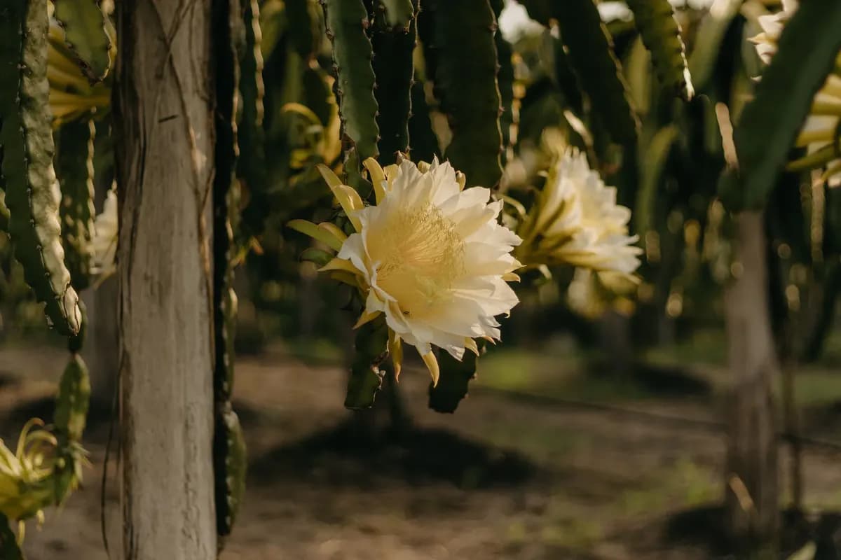 Selenicereus undatus, röd pitahaya
