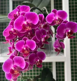 Phalaenopsis