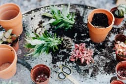 Plantornas rötter - Hur vet man om man ska plantera om?