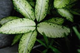 Dieffenbachia sp, prickblad