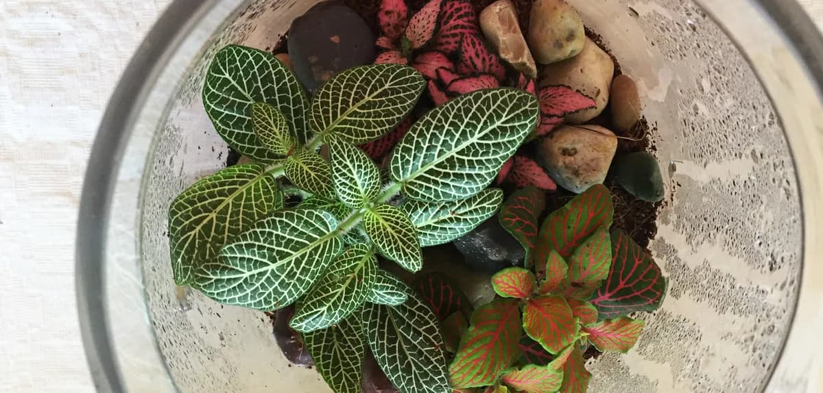 Ett växtterrarium växer fram
