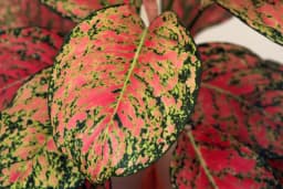 Aglaonema sp., silverkalla