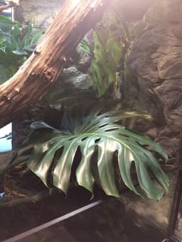 Växter i terrarier