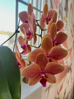 orchid_Ladys bilder