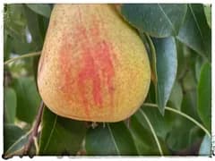 🍎🍐 Vad sjutton är det som växer i min trädgård? – Sortdetektiver sökes! 🌳🔎