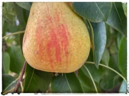 🍎🍐 Vad sjutton är det som växer i min trädgård? – Sortdetektiver sökes! 🌳🔎