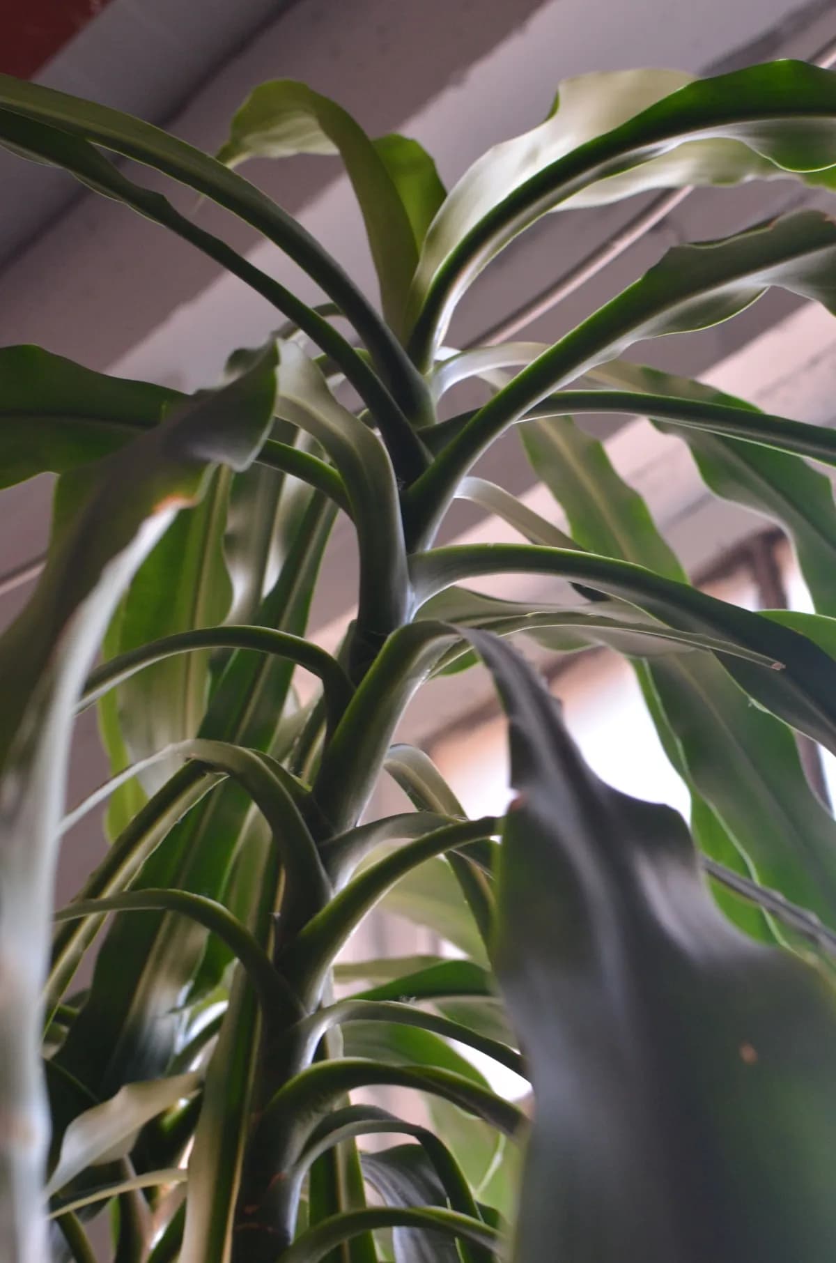 Doftdracena