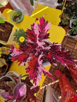 Palettblad. Vacker frösådd planta.