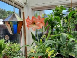 Amaryllis och tomater 